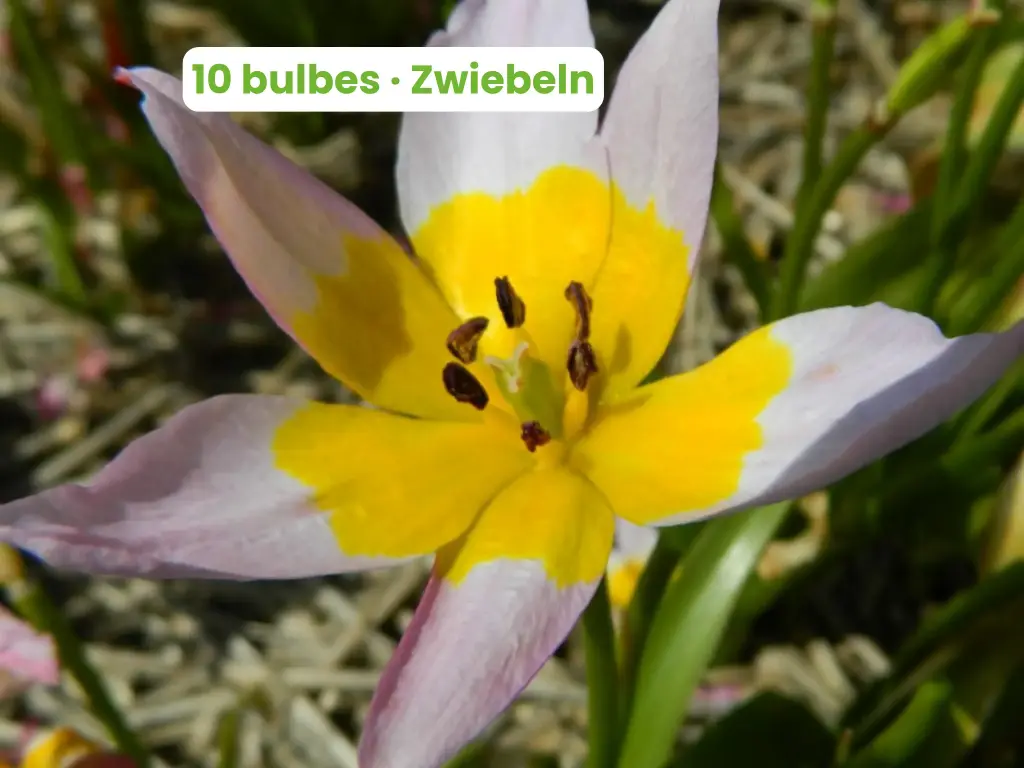 Wild Tulip 'Cretan'