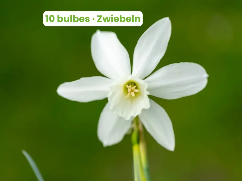Narzisse 'Thalia'