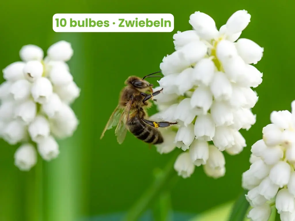 Muscari 'White Magic'