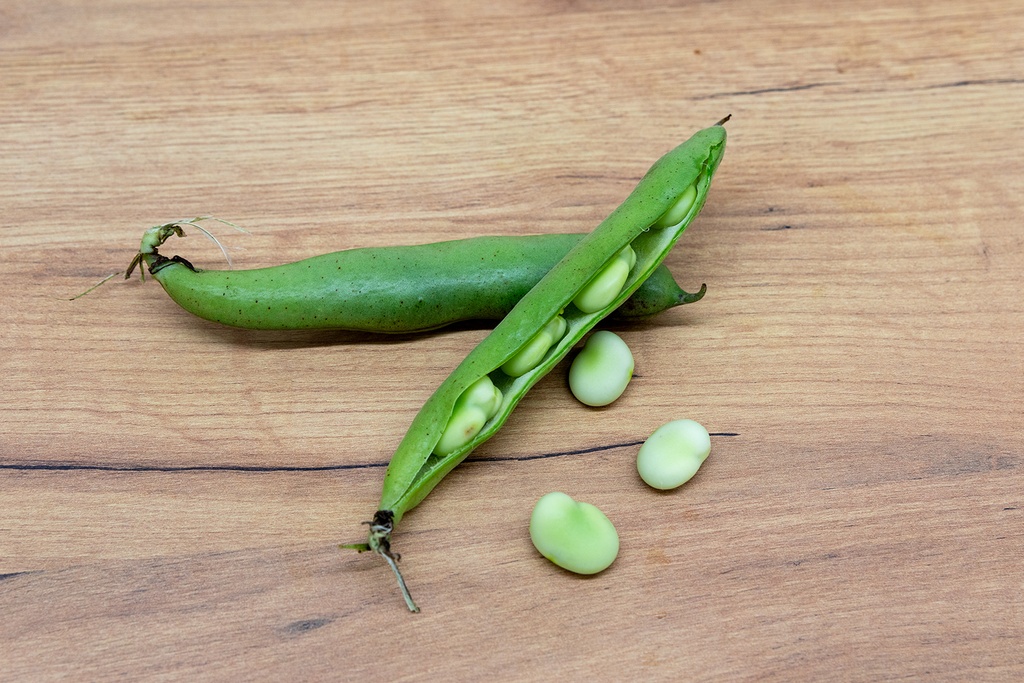Fava bean 'Eleonora'