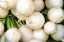 Radish, White