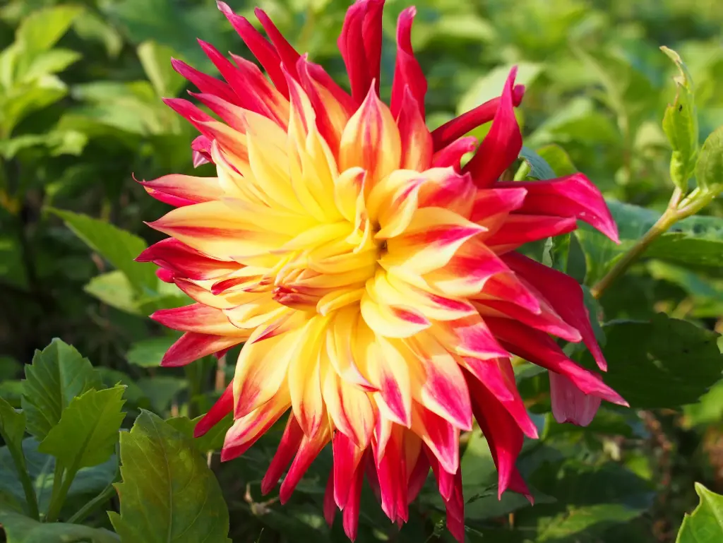 Dahlia, Manhattan Island