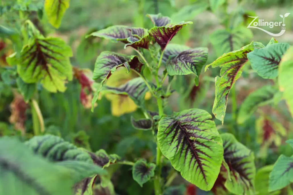 Blattamaranth, Roter