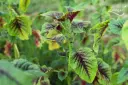 Amaranth, Red Leaf Amarant