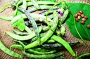 Pole bean 'Meuch'