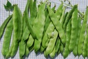 Stangenbohne 'Coco'