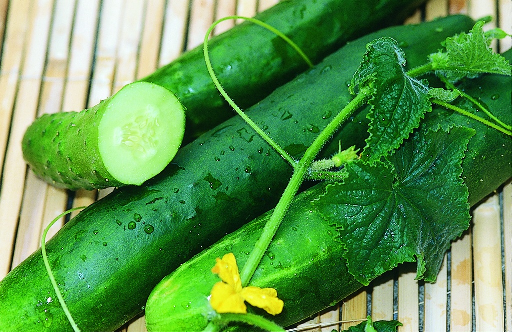 Cucumber 'Tanja'