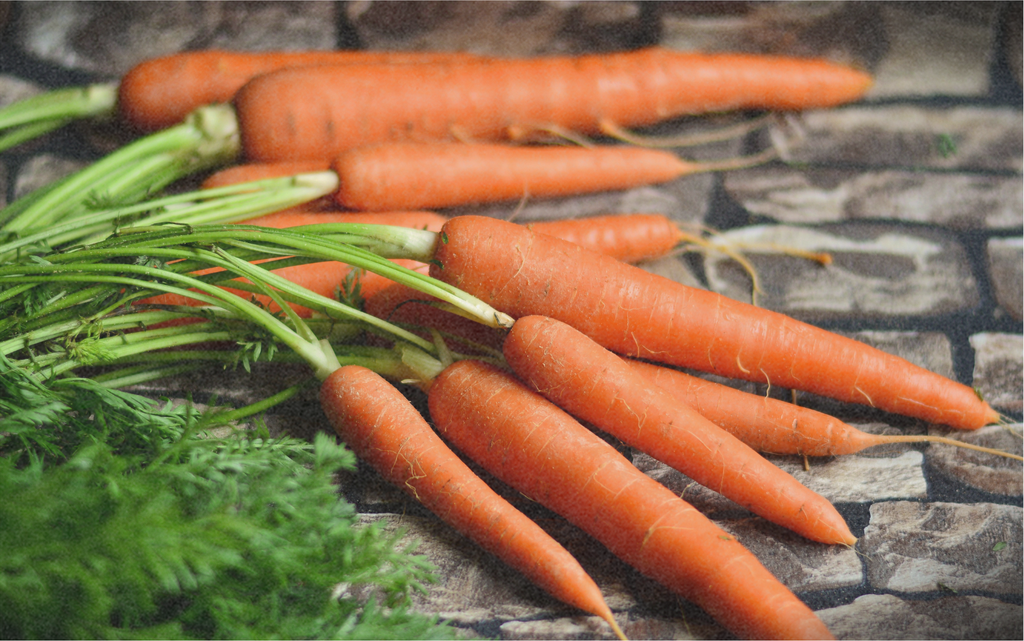 Carota, Berlicumer Selektion Z 