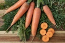 Carota 'Tip Top Selezione Z' (Precoci)