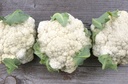 Chou-fleur 'Goodman'