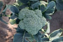 Broccoli 'Coastal Selection Z'