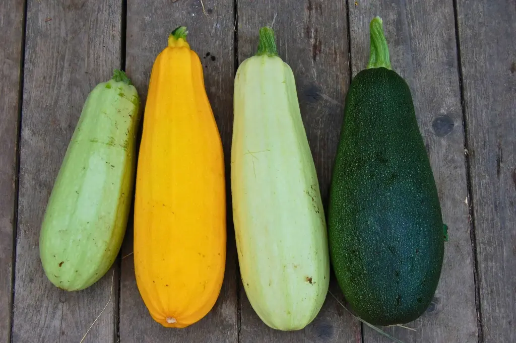 Zucchini 'Surprise Mix'