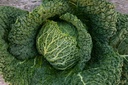 Verza 'Savoy'
