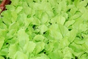 Légume Asiatique, Pai Tsai