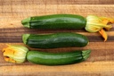 Courgette 'Grey Zucchini Sélection Z'
