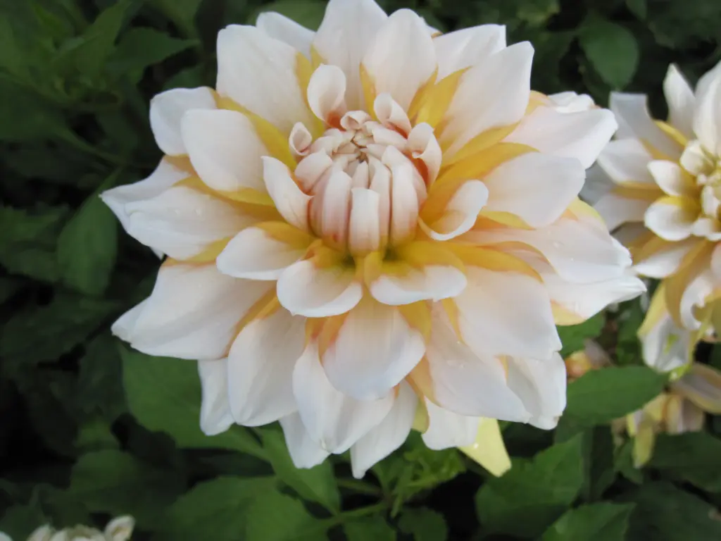 Dahlia ‘Seattle’