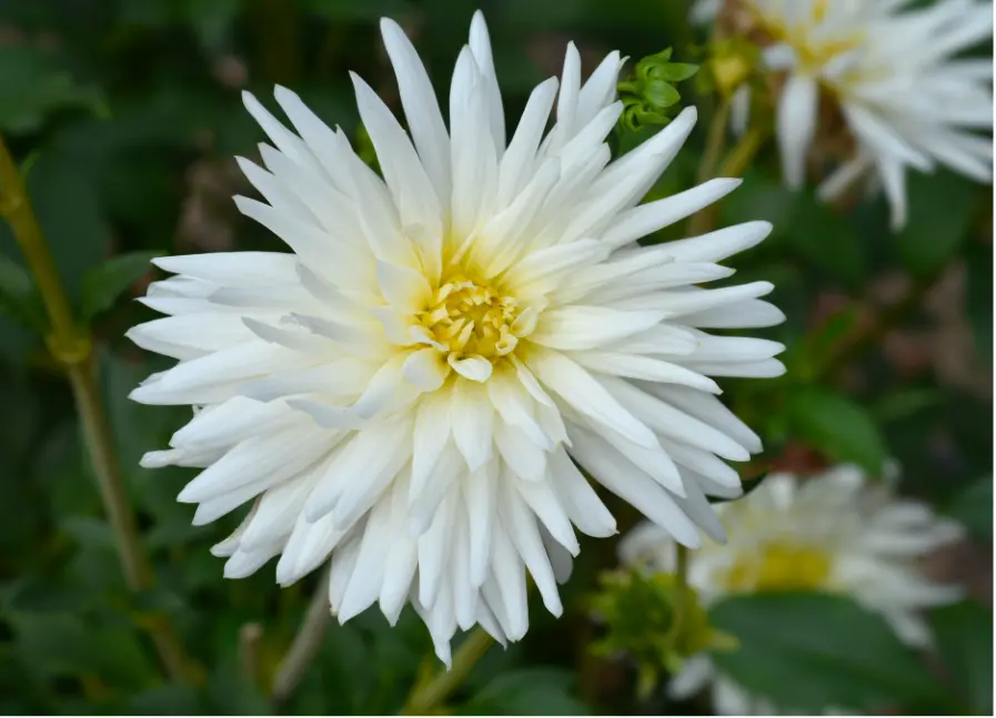 Dahlia ‘My Love’