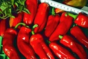 Sweet pepper 'Frigitello de Padrón'