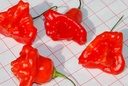 Piment 'Piment-cloche'