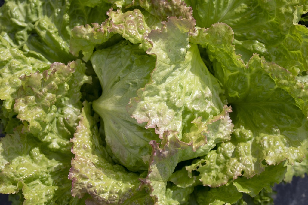 Batavia lettuce 'From Graz'