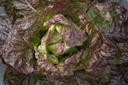 Kopfsalat 'Rotes Butterhäuptl'