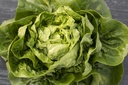 Head lettuce 'Cocodelo'