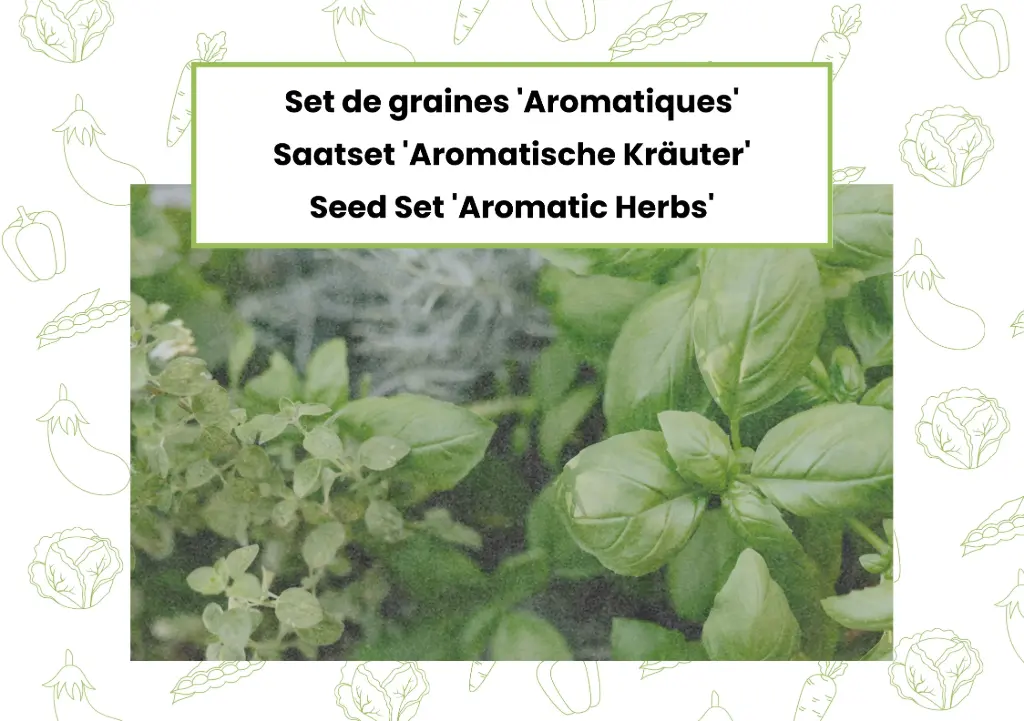 Set de graines 'Aromatiques'
