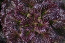 Leaf lettuce 'Black hawk'