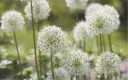 Zierlauch 'Mount Everest'