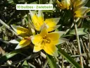 Tulipano selvatico 'Tarda'