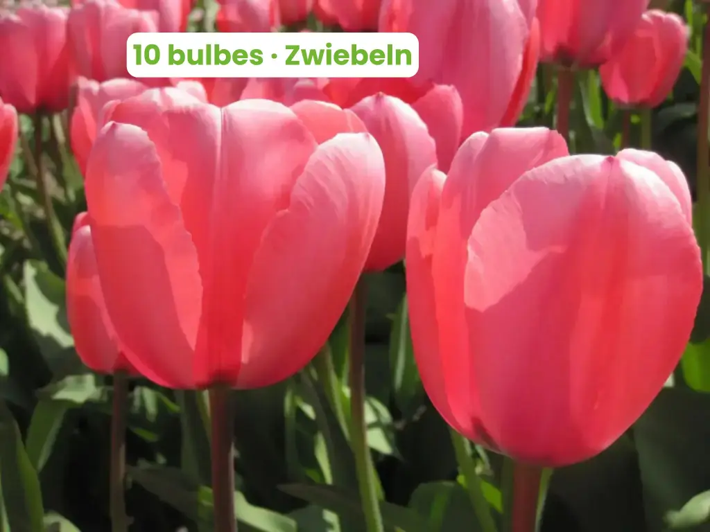 Tulip 'Pink Impression'