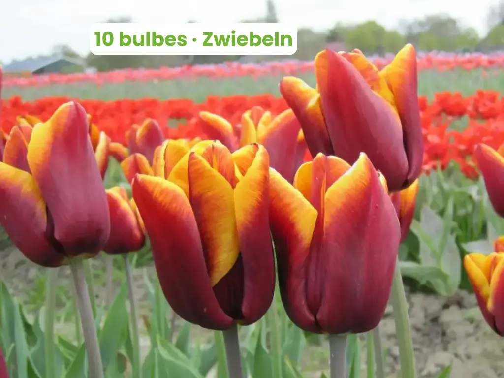Tulipano 'Abu Hassan'