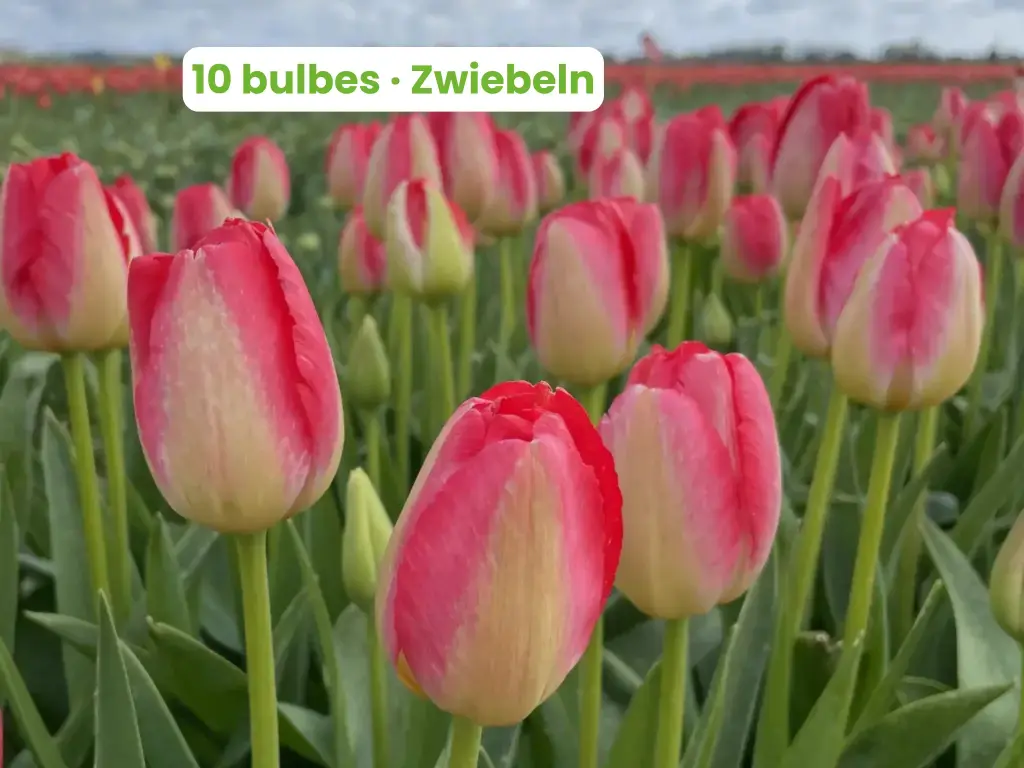 Tulipe 'Judith Leyster'