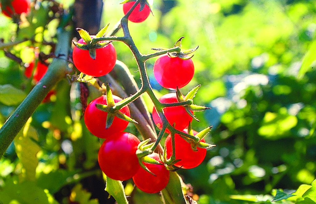 Tomate 'Petite du Mexique'