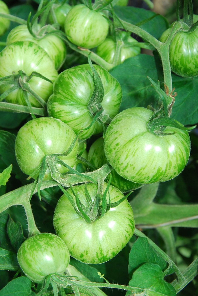 Pomodoro 'Zebra Verde'