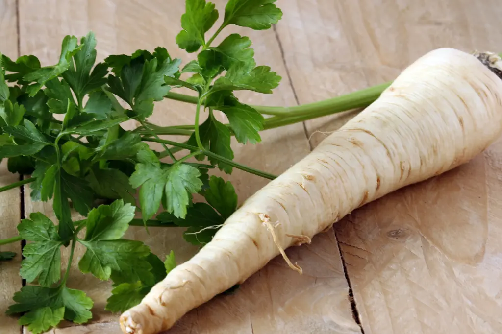 Root parsley