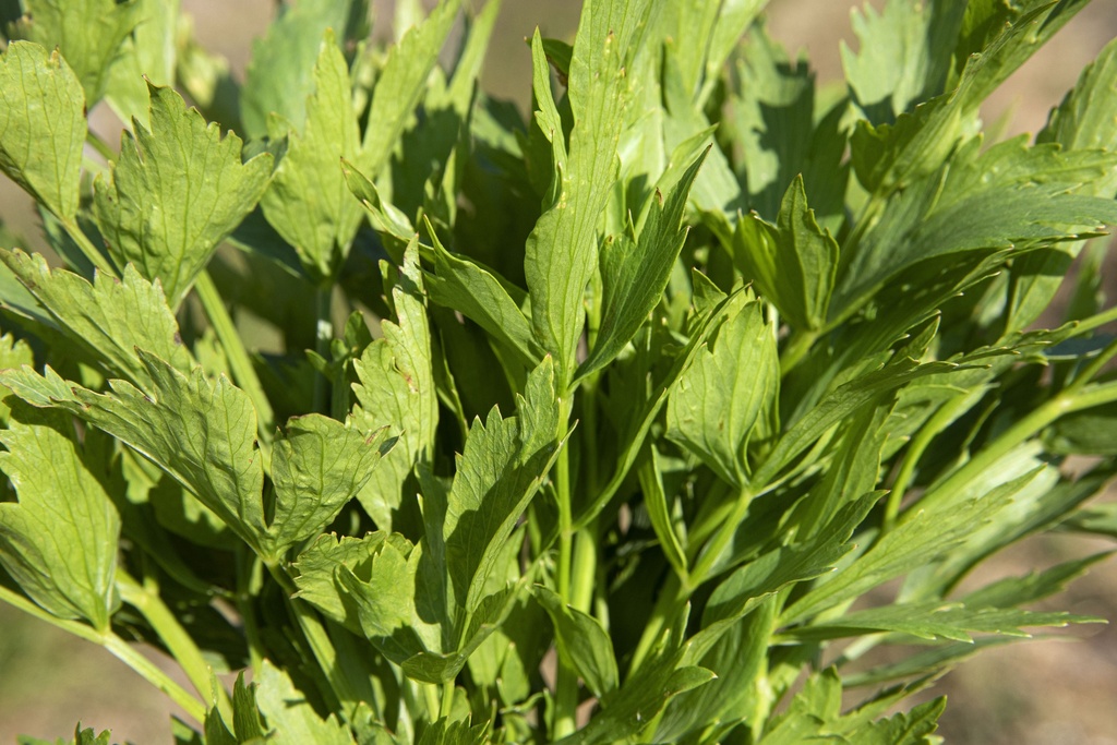 Livèche 'Herbe à Maggi'