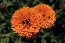 Calendula officinale 'Meraviglia arancione'