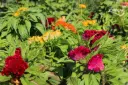 Celosia, Korallenwunder (einjährig)
