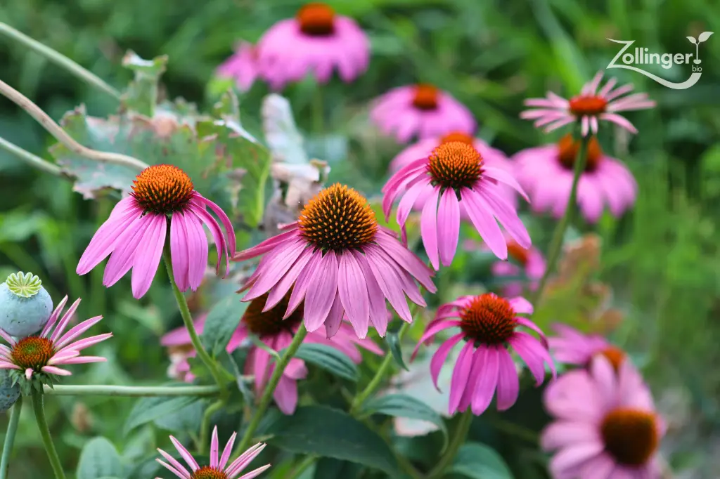 Echinacea (Sonnenhut), Purpur