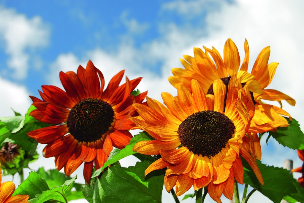 Girasole 'Regina di velluto'