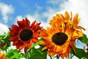Girasole 'Regina di velluto'