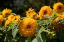 Sonnenblume 'Goldy Double'