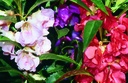 Balsamina 'Misto'