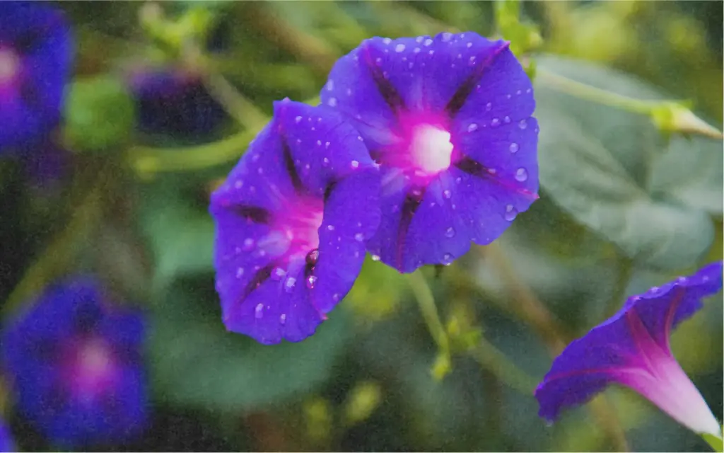 Prunkwinde, Blauer Samt (einjährig)