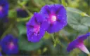 Morning glory, Blue Velvet (annual)