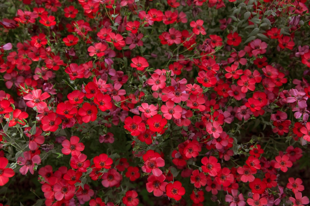 Flowering flax, Red (annual)