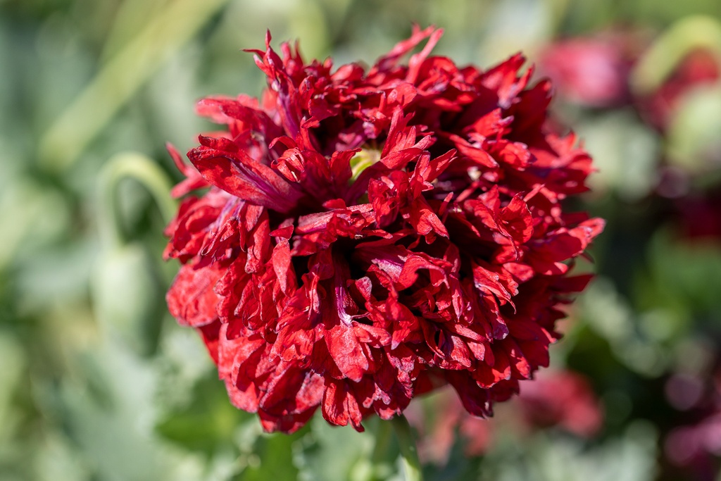 Pavot 'Black Paeony'