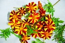 Tagetes (Marigold), Pinwheel (annual)