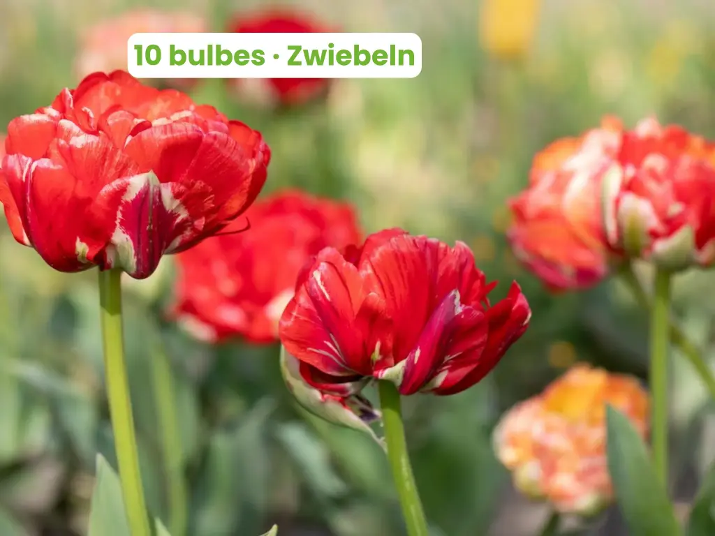 Tulipano 'Gudoshnick Double'